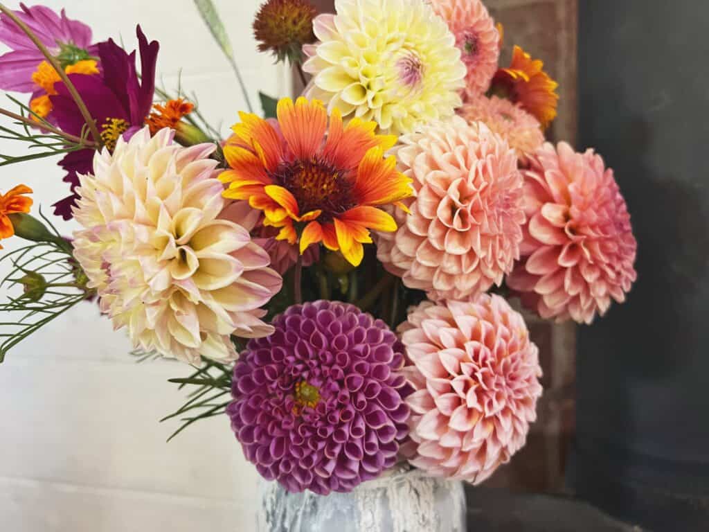 The Best Cut Flower Dahlias - Wild Mountain Homestead